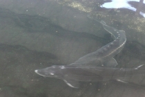 29 ao�t 2026 - Sortie Caviar � Neuvic Dordogne